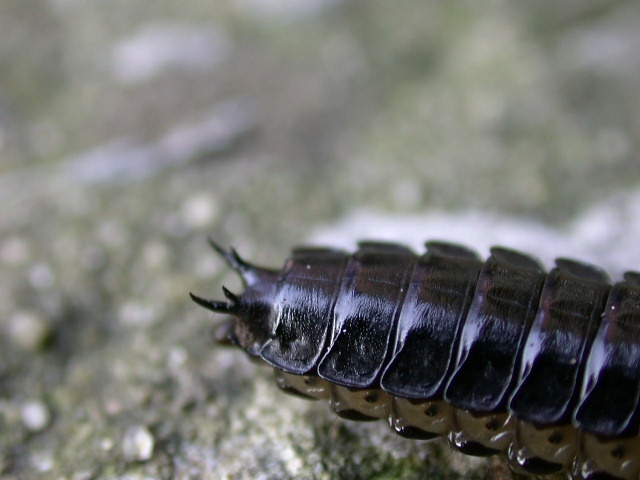 Larva di Carabus sp.